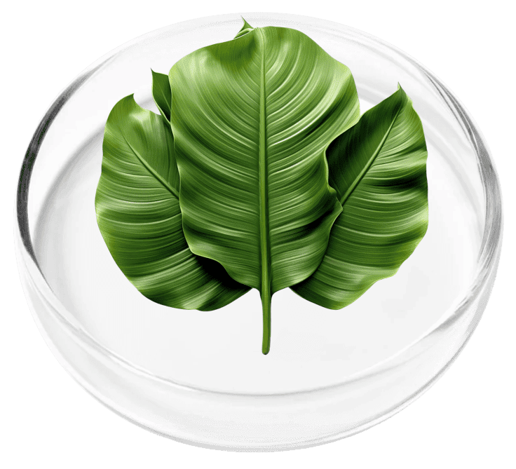 Banana Leaf